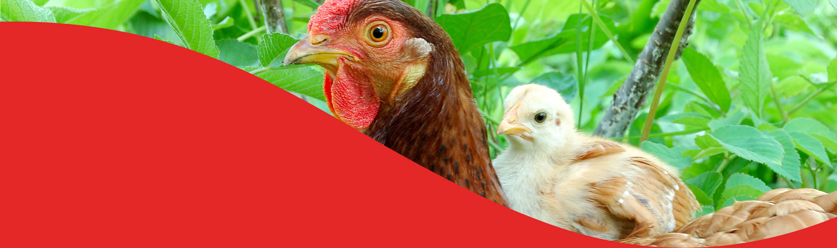 An insight in the chicken gut microbiome